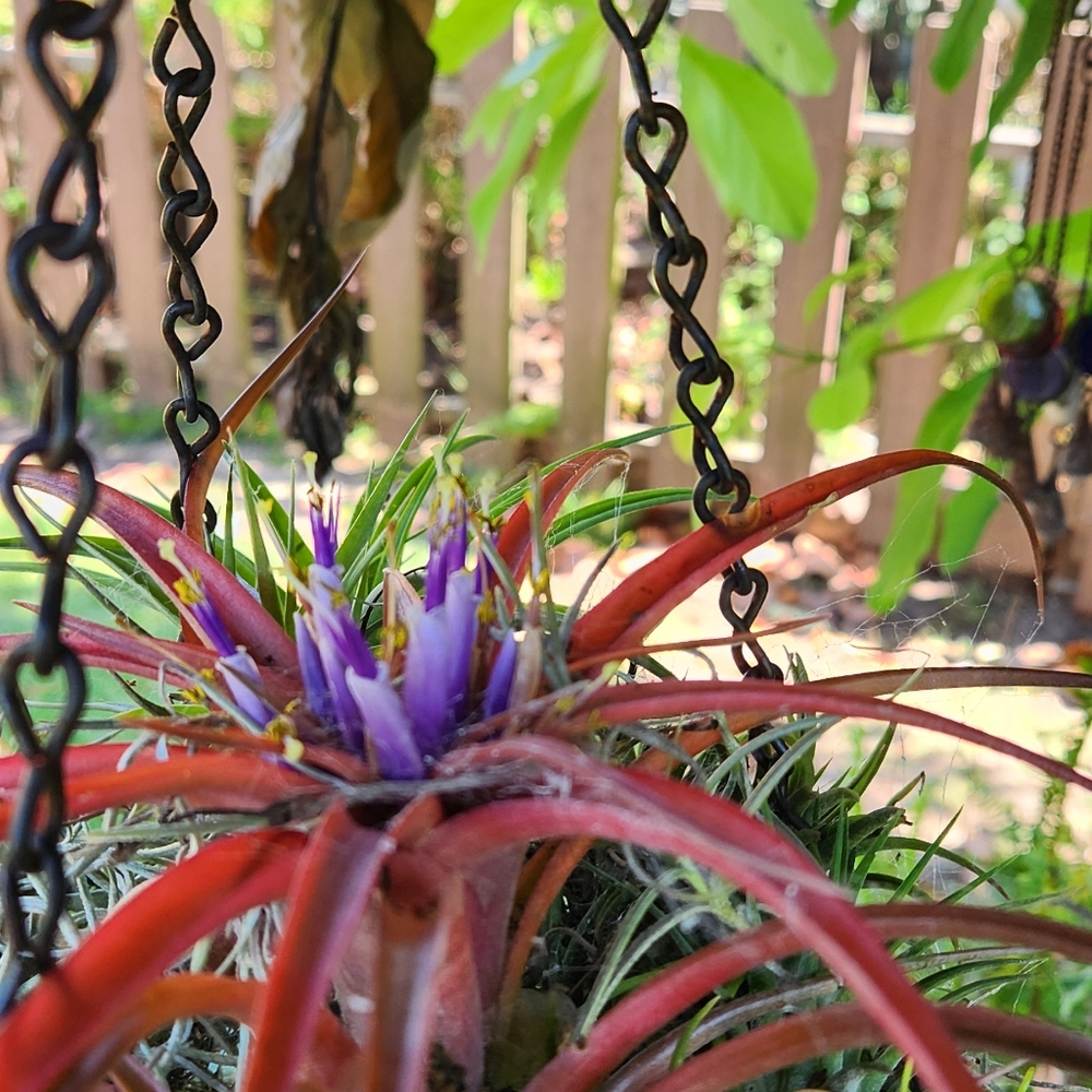 Extra Label - Picture 4 of 8